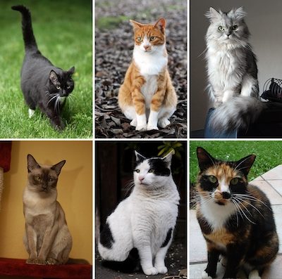 Animalerie